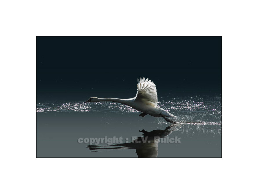 Mute Swan (Belgium).   ©  R.V. Bulck