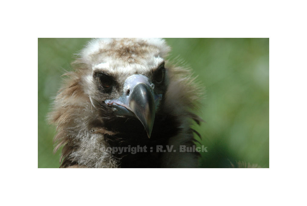 Vulture (Extremadura, Spain).   ©  R.V. Bulck