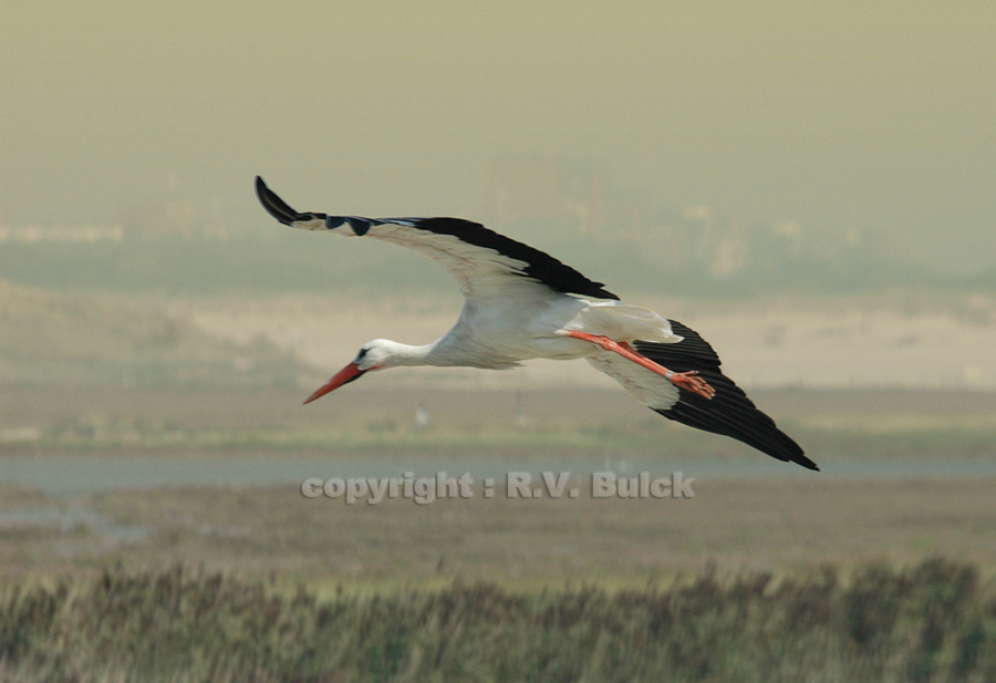 Belgium,  White Storck,  ©  R.V. Bulck