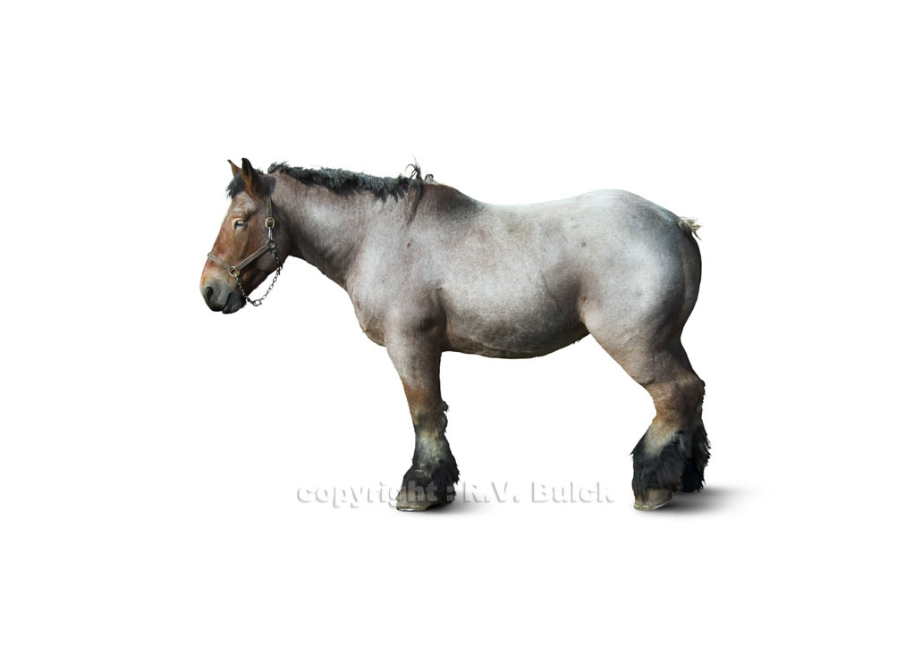 Brabant or 'Belgian Heavy Horse'.   ©  R.V. Bulck