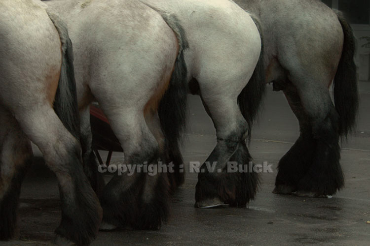 Belgian Heavy Horses.  ©  R.V. Bulck