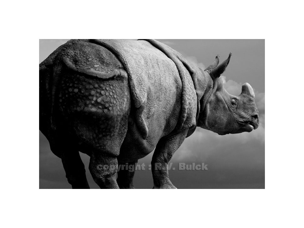 Rhinoceros.  ©  R.V. Bulck