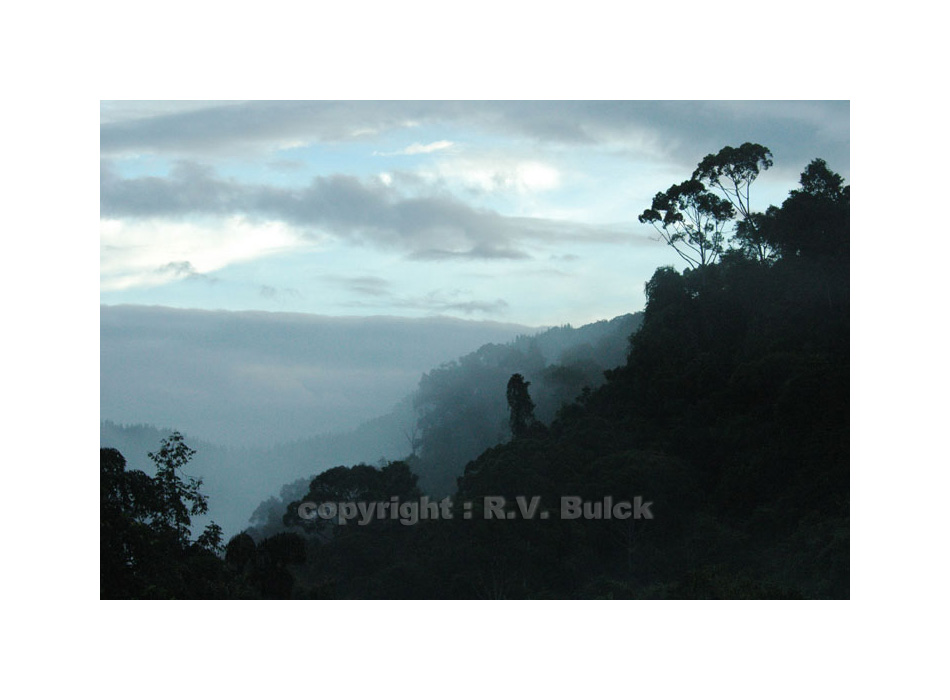 Sri Lanka, Sinharaja rain forest,  ©  R.V. Bulck