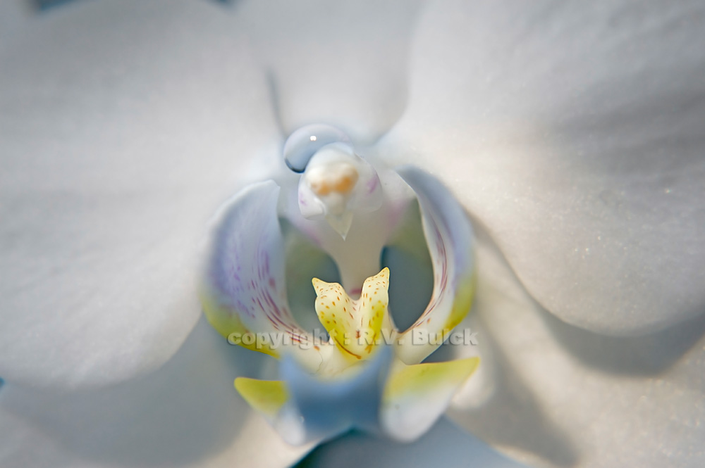 Orchid.  © R.V. Bulck