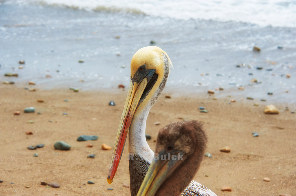 Peruvian Pelican (Pelicanus thagus), Huanchaco