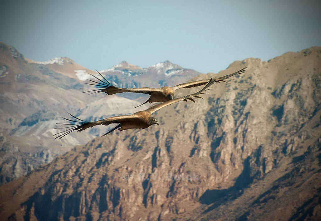 Andean Condor (Vultur Gryphus), Colca