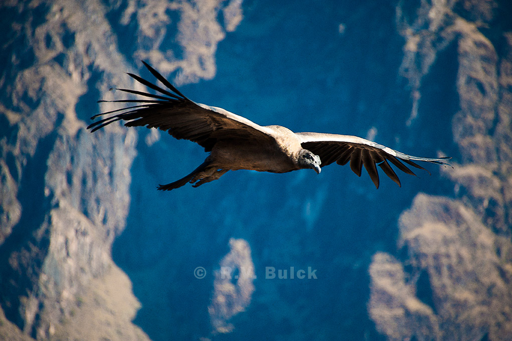 Andean Condor (Vultur Gryphus), Colca