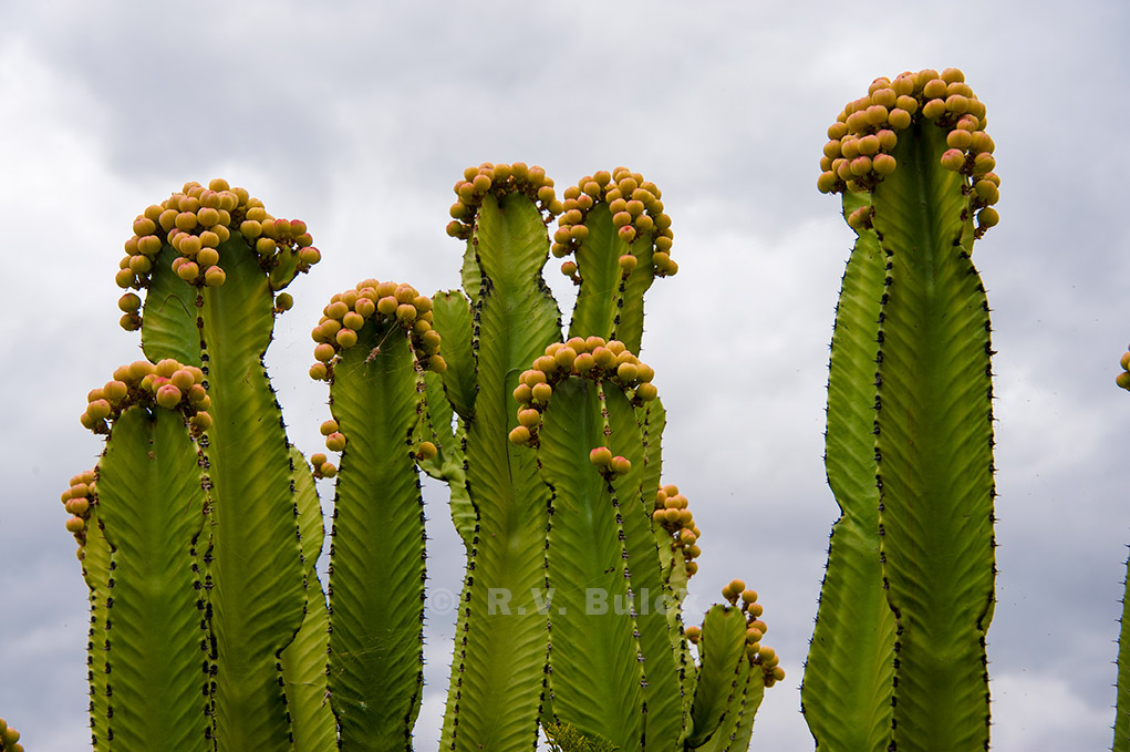Green Peruvian Apple Cactus, Urubamba